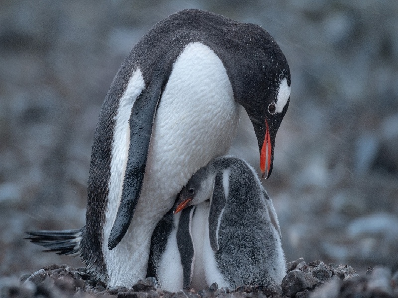 卵巢早衰美国试管（试管可以用来）